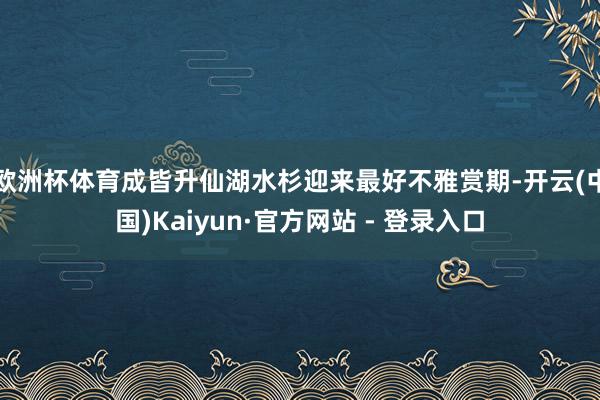 欧洲杯体育成皆升仙湖水杉迎来最好不雅赏期-开云(中国)Kaiyun·官方网站 - 登录入口